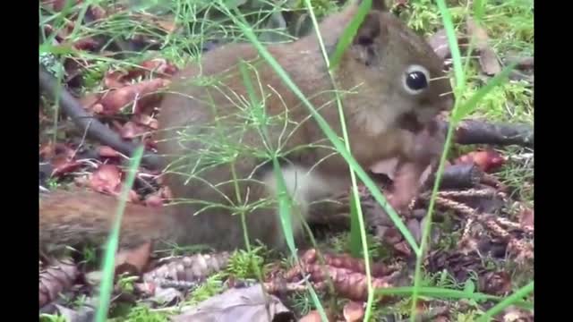 Squirrels in the wild