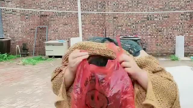 Best Funny Videos 2022, Chinese Funny clips daily #shorts