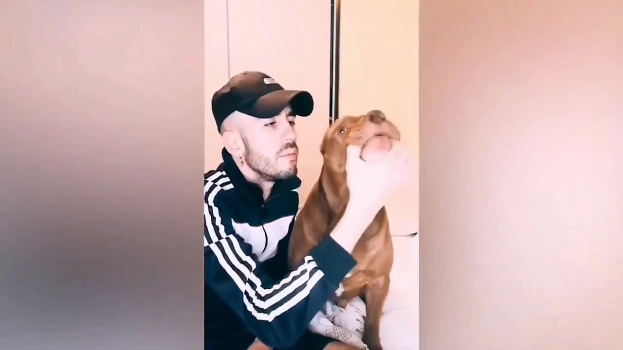 Best funny dog video 2021 😂😂