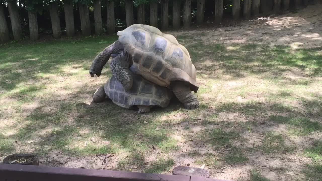 Tortoise Love at the Zoo