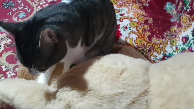 This sweet cat is purring and he loves that bear