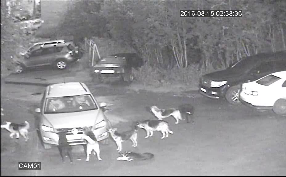 Stray Dogs Attack Car