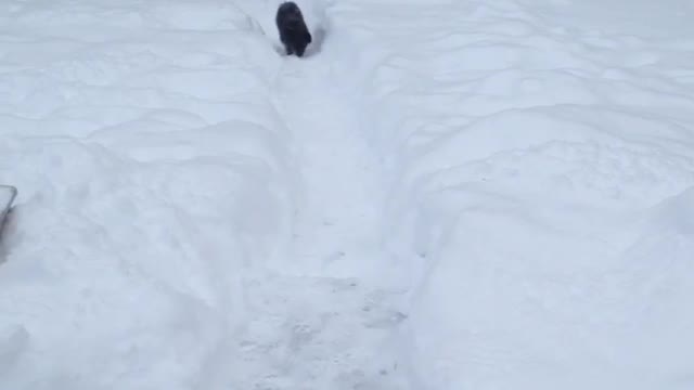 Bella the Snow Dog