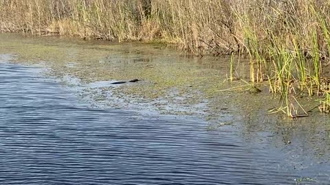 Sneaking Up on a Gator