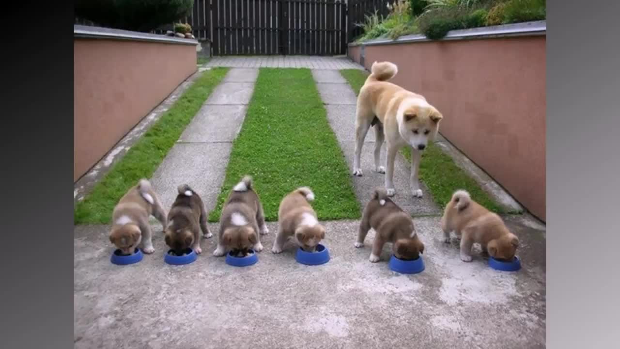 Dogs Mammies that have many puppies. Cute dog video