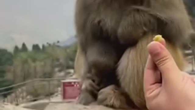 Funny monkey