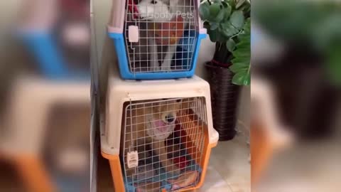 Funny catsand dogs