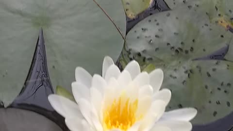 Water Lilies