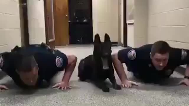 Police Dog Shows Disapline In Press Up Challenge With Officers