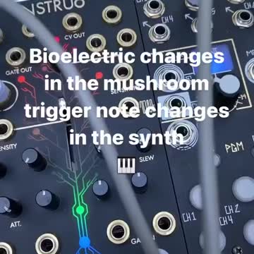 All Plants Give off Electrical Signals