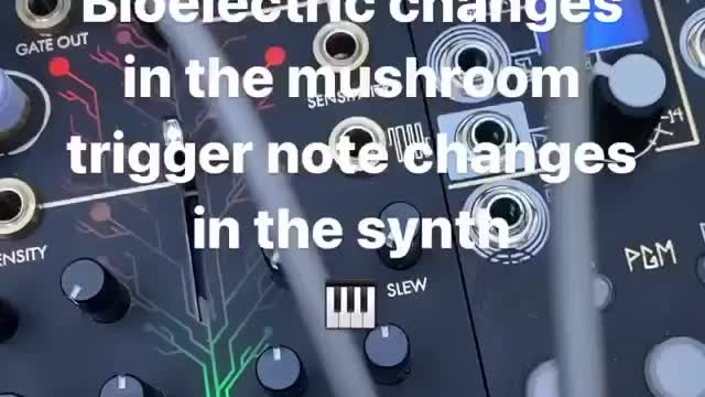 All Plants Give off Electrical Signals