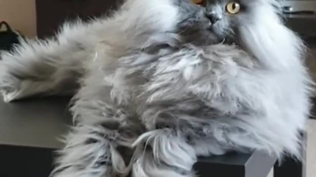 Kitty
