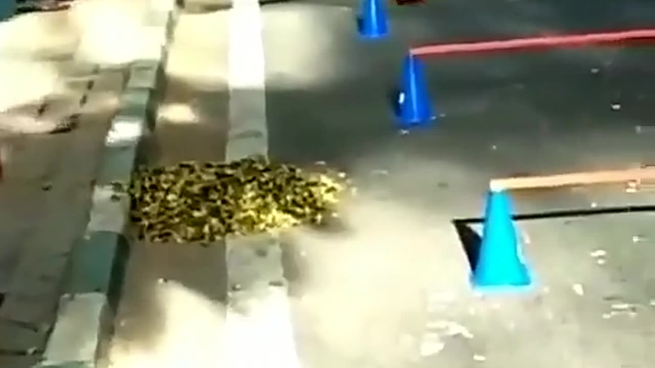 Funny video