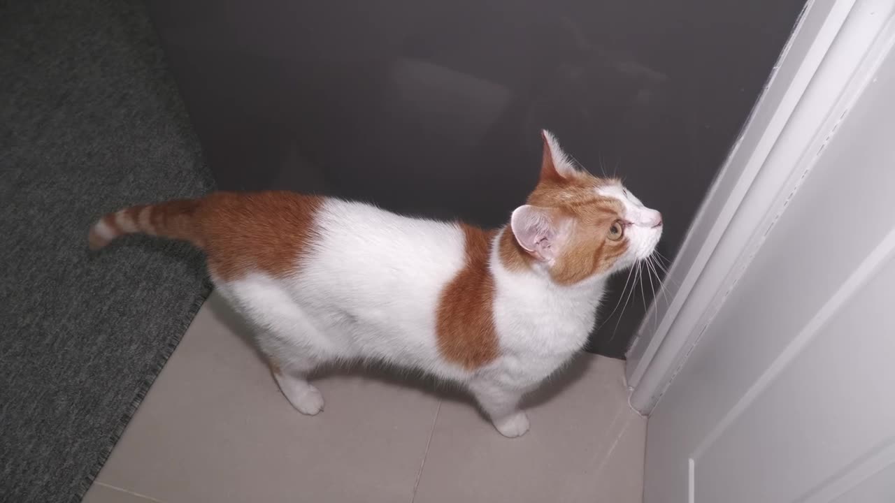 Cat Meowing To Go Outside