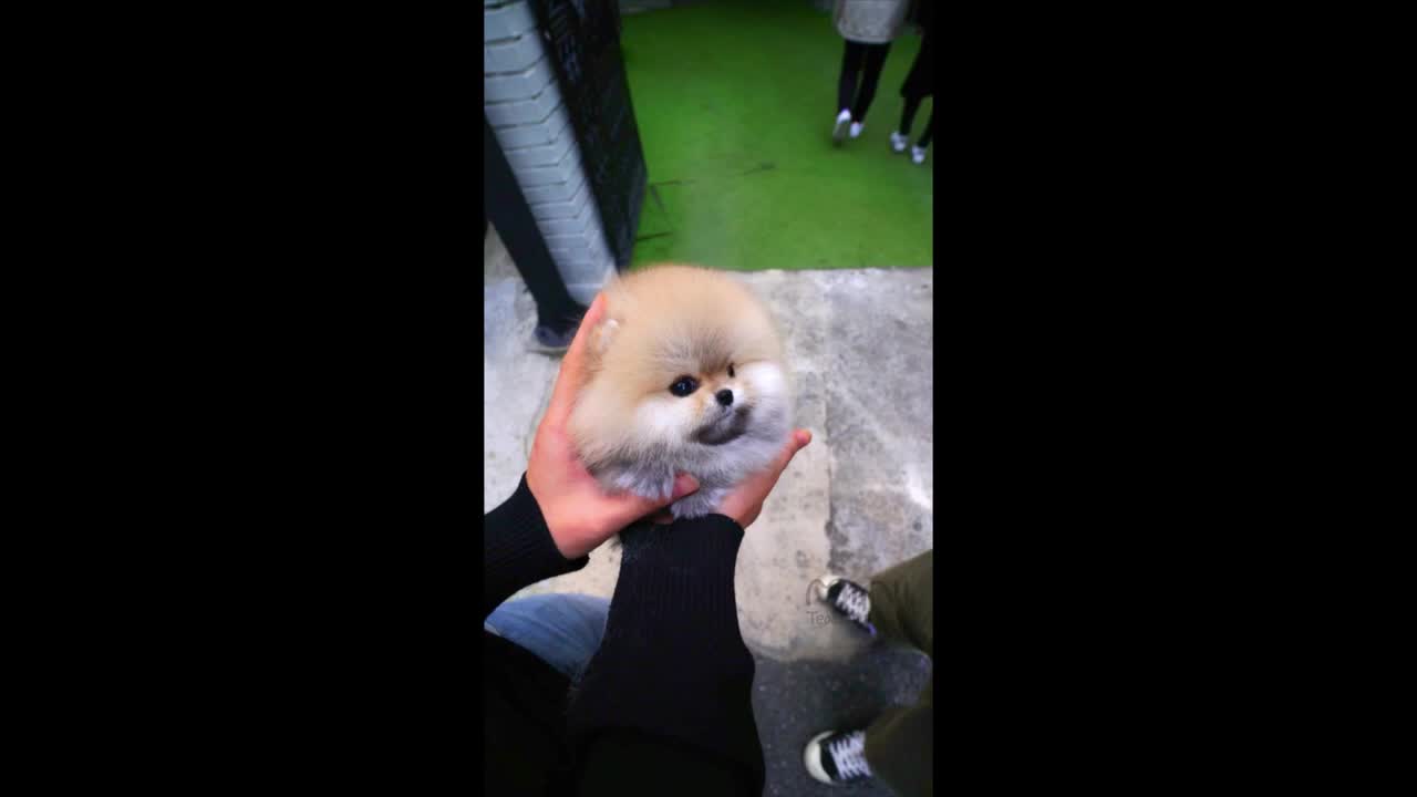 DOGS MORE FOFOS OF WORLD