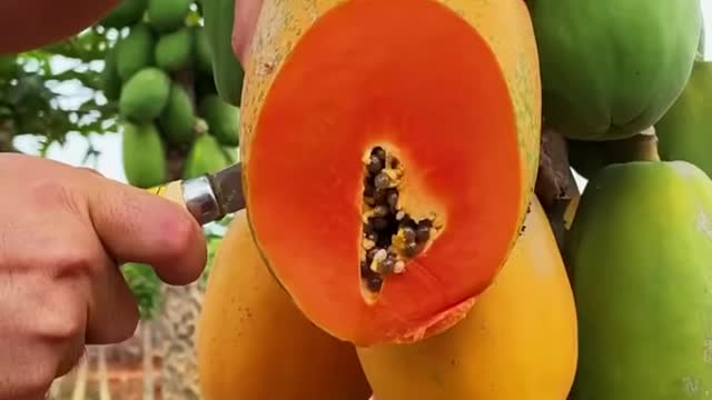 FARM FRESH NINJA FRUIT CUTTING 2