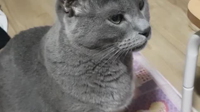 Kkami the cat staring at the butler.