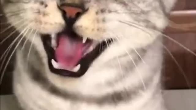 Cats are so funny PART 688 FUNNY CAT VIDEOS TIK TOK