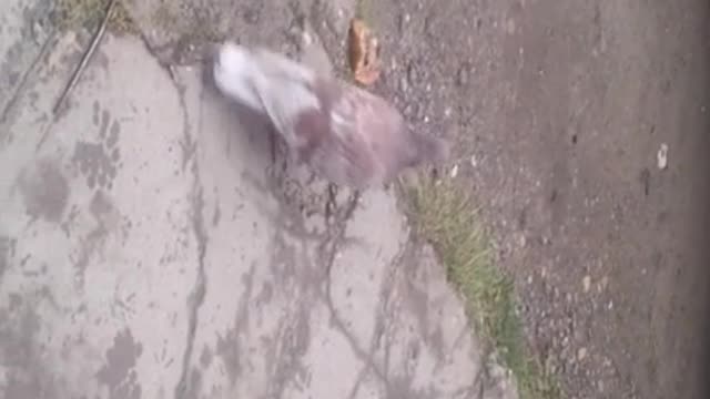 pigeon and bakery product