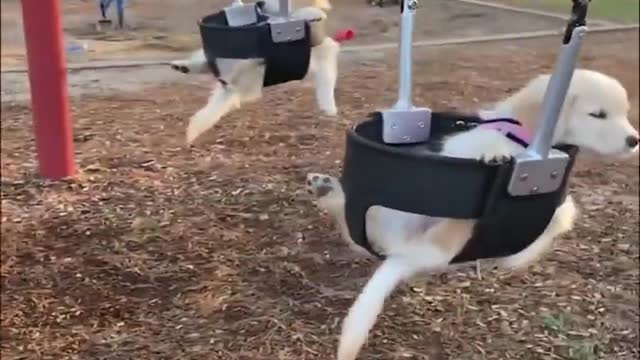 Funniest Animals /Cutest video Ever Best Of The 2020 Funny Animal Videos.cute pet