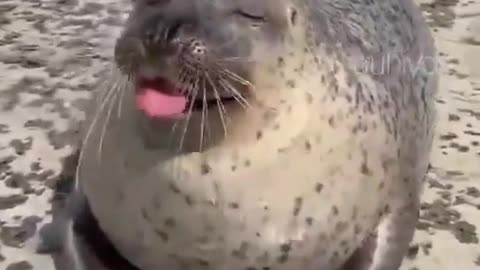 Full fun with seal 🦭 😀 😊