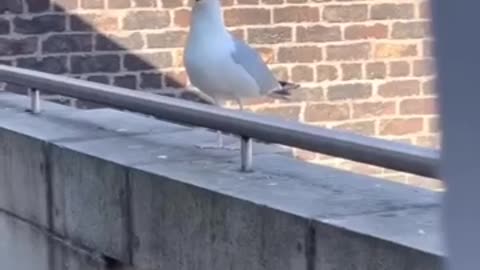 Funny Animals