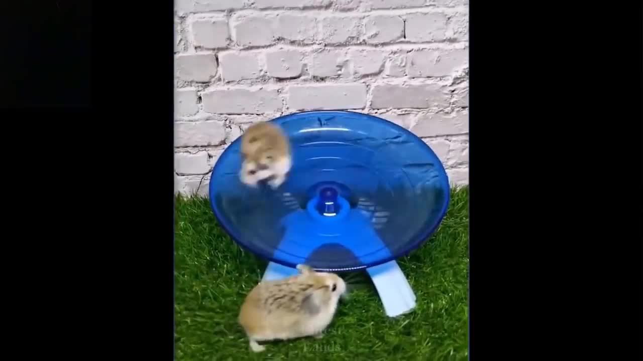 Cute And Funny Pets | Try Not To Laugh To These Pets Compilation.5