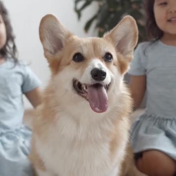 14_Cute and #Funny Dog😍😍Videos | Cute Puppy Lovers #shorts