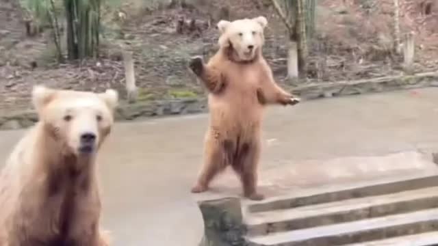 funny bear asks for food