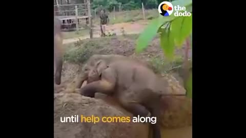 Animals Rescue Other Animals In Need | The Dodo Top 5