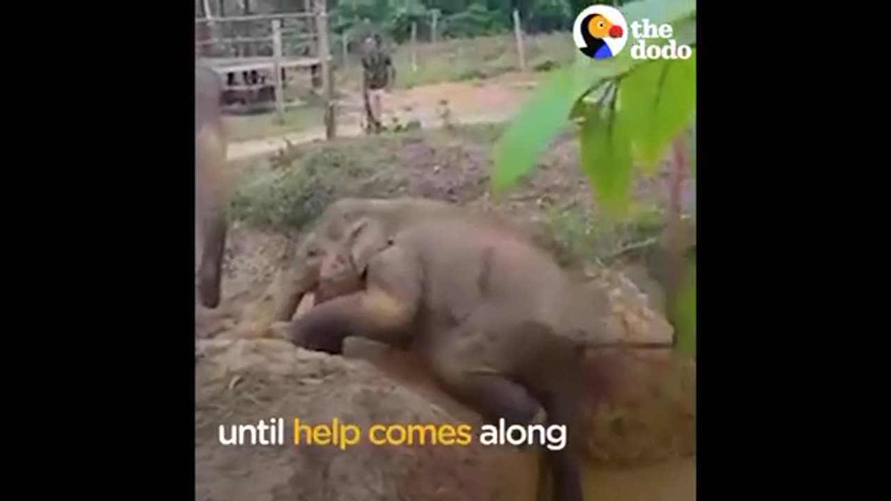 Animals Rescue Other Animals In Need | The Dodo Top 5