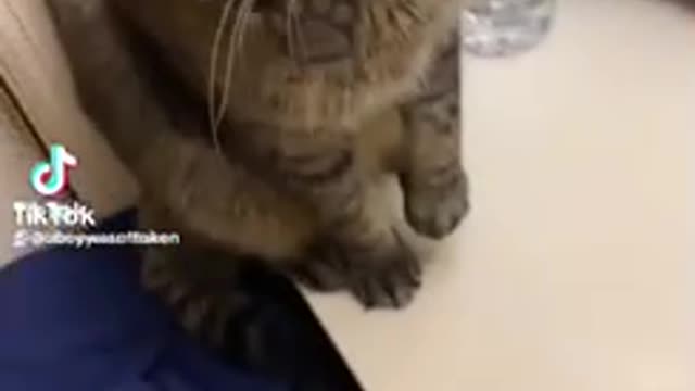 Cat 🐈 Doesn’t Want To Brush His Teeth
