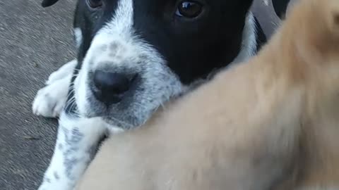 Cute puppies and cat y'all!