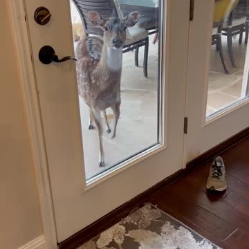 Funny & Cute Animals 🐈🐫🦌🐴💛💖😃🥰