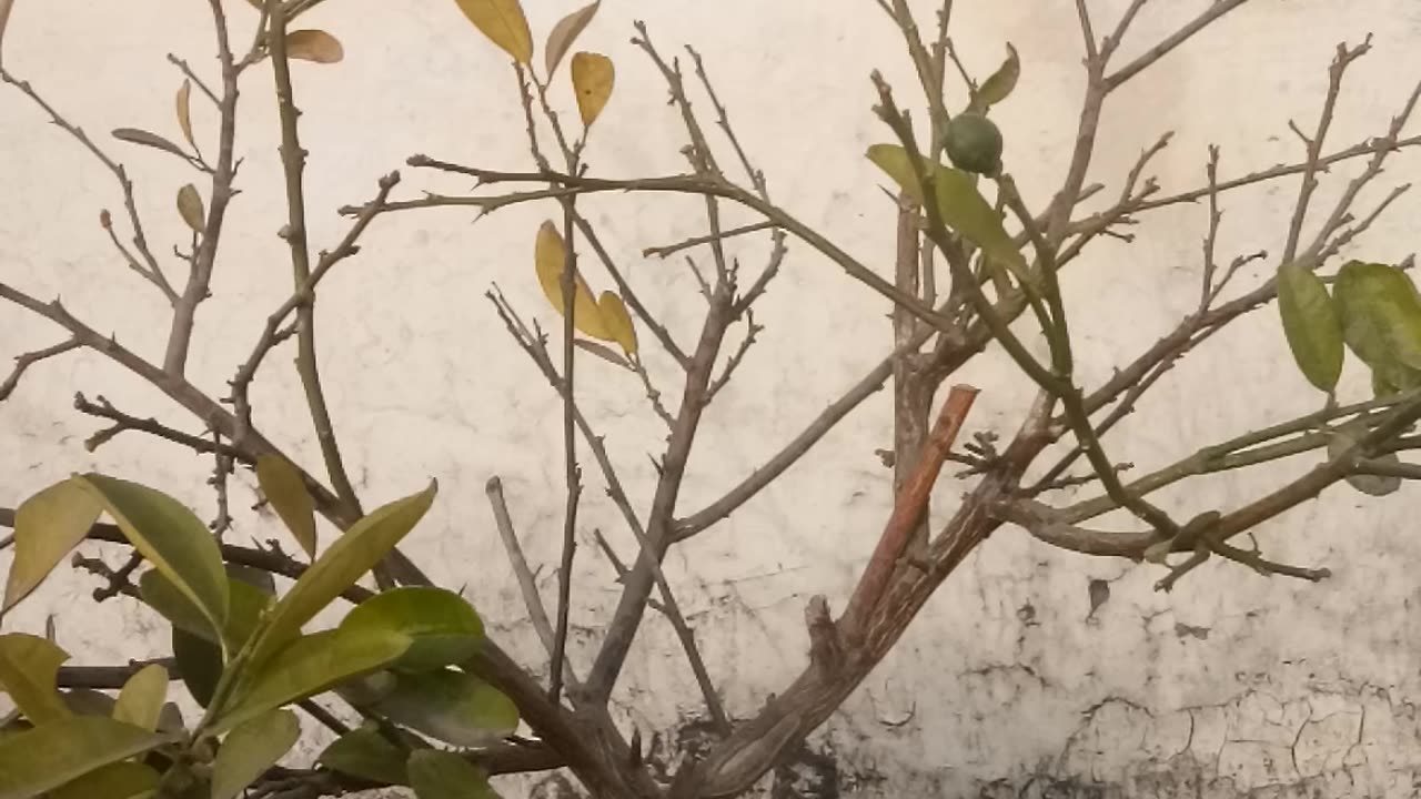 How To Make Organic NPK💧💦🌱🌿🌹🍋🍊 | Alternative Of NPK Fertilizer🌹🌿🌱🍋🍊 | Organic NPK Fertilizer🌹