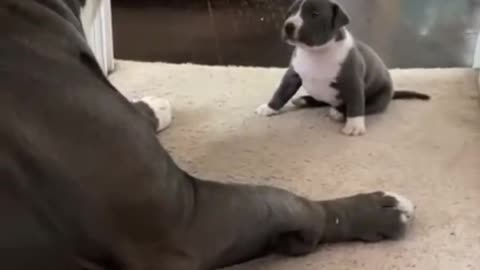 fun dog and baby