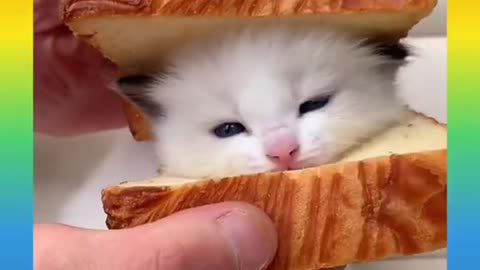 Cute and Funny Cat Videos shot new 2021