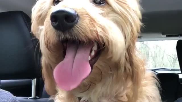 Happy golden dog sticks out tongue