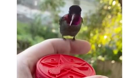 This is the first time l've seen a hummingbird the relaxed