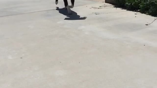 Dog getting newspaper and walking it to house