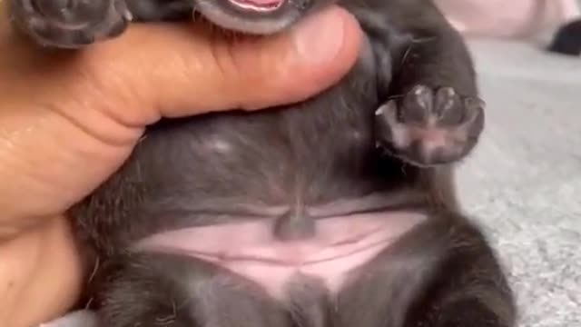 Little pitbull funny video 😂 #pitbull #little #puppy