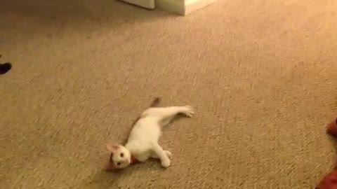 cute little cat