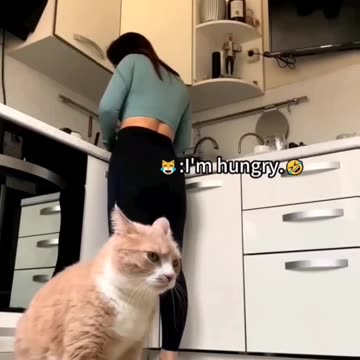 Fanny cat video and Cute cat video