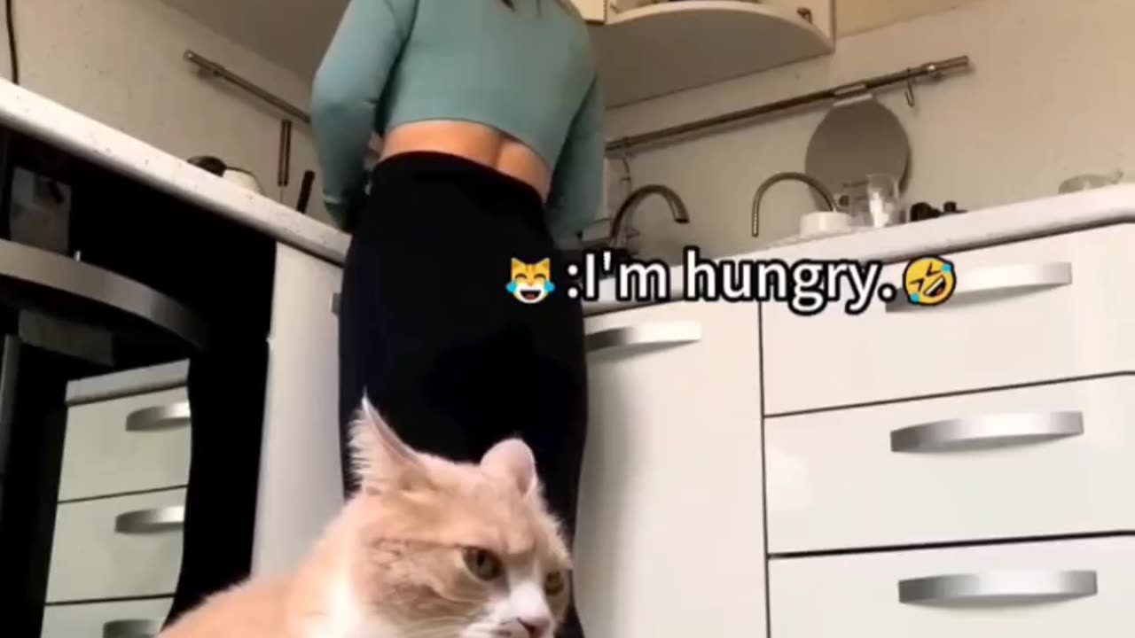 Fanny cat video and Cute cat video