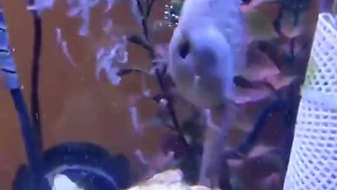 Seahorse giving birth.