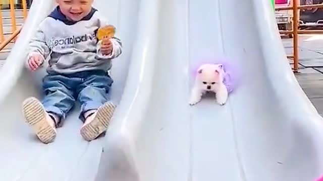 Cute Funny Dogs