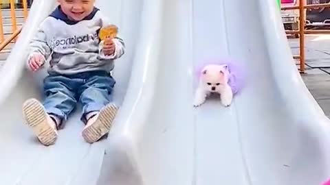 Cute Funny Dogs