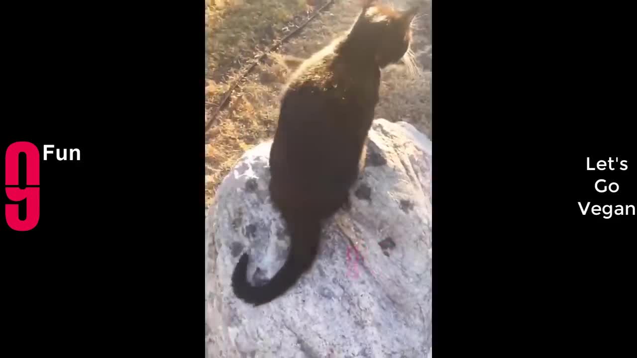 Funny video 2022