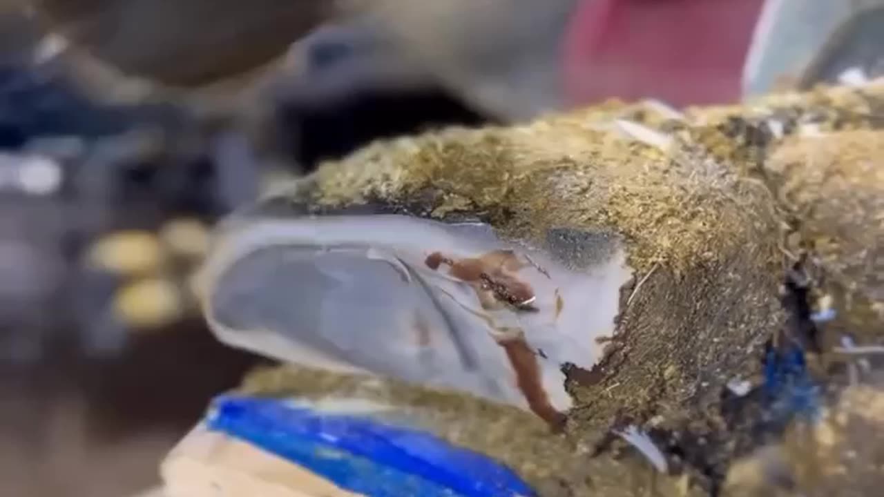 Treating infected hoof - watch till the end.