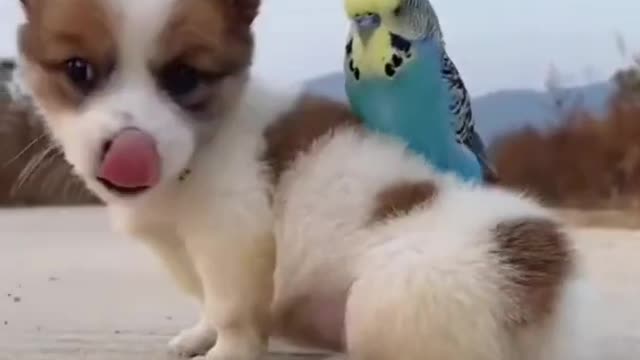 cat and bird friendship